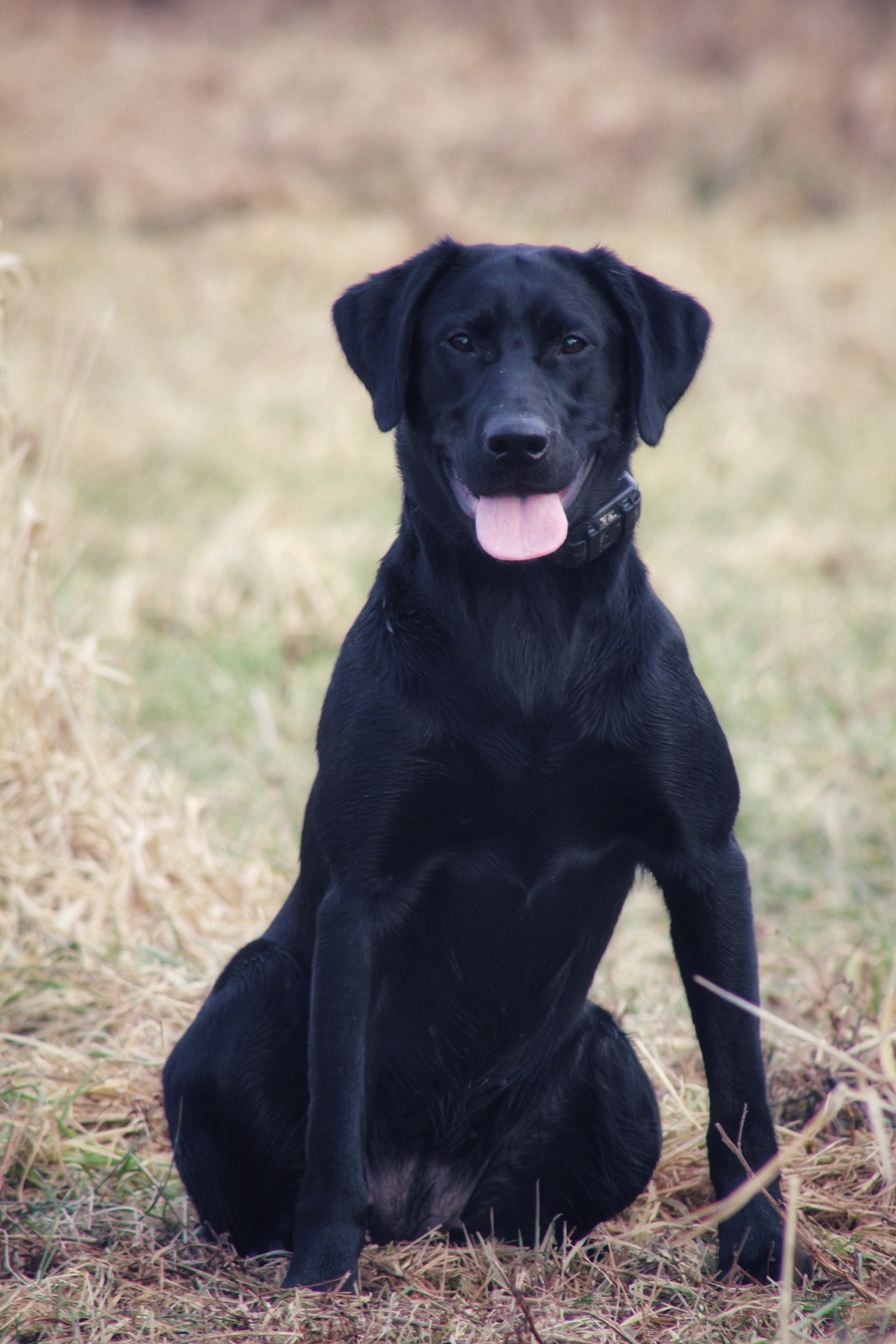 HR Blackwaterdog's Little Bit Sassy MH | Black Labrador Retriver