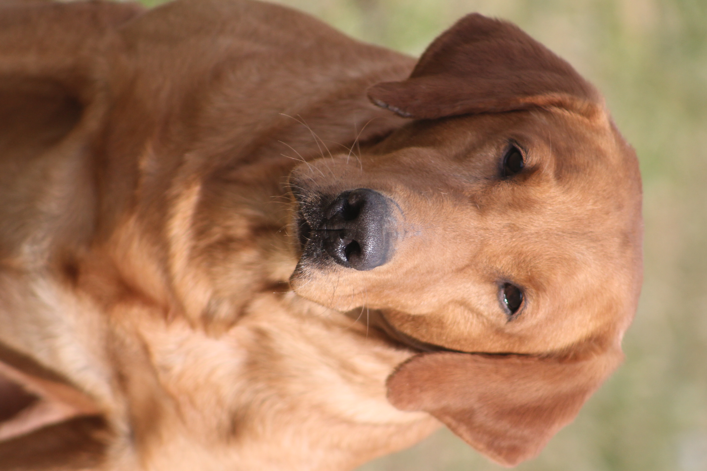 HRCH Aimpowers Lady's Hot Shot Scooter CGCA TKN | Yellow Labrador Retriver