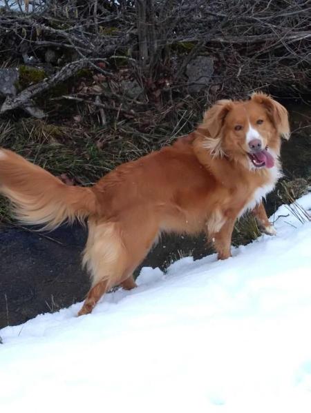 Canis Amicus Gacela | Nova Scotia Duck Tolling Retriever 