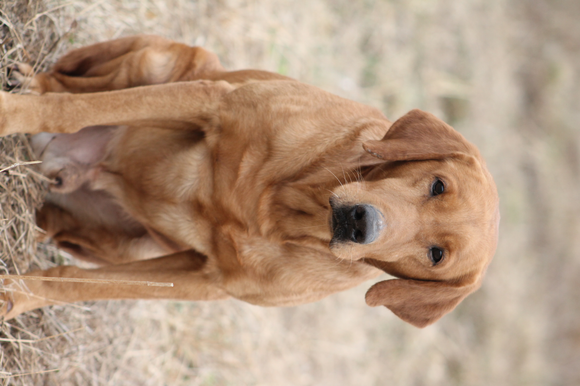 HRCH Aimpowers Lady's Hot Shot Scooter CGCA TKN | Yellow Labrador Retriver