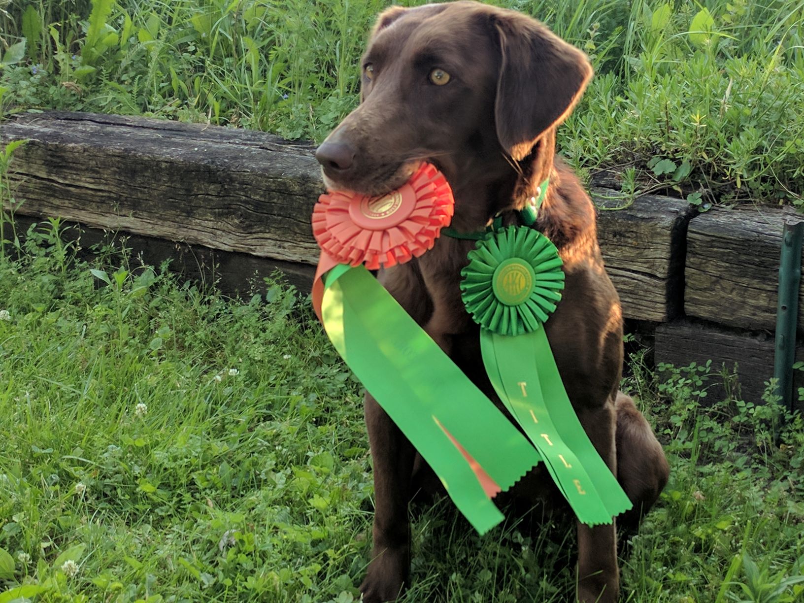 Lazy M Luck of the Irish CD RE SH | Chocolate Labrador Retriver