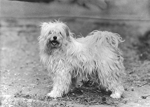 MARK OF LAMLEH | Tibetan Terrier 