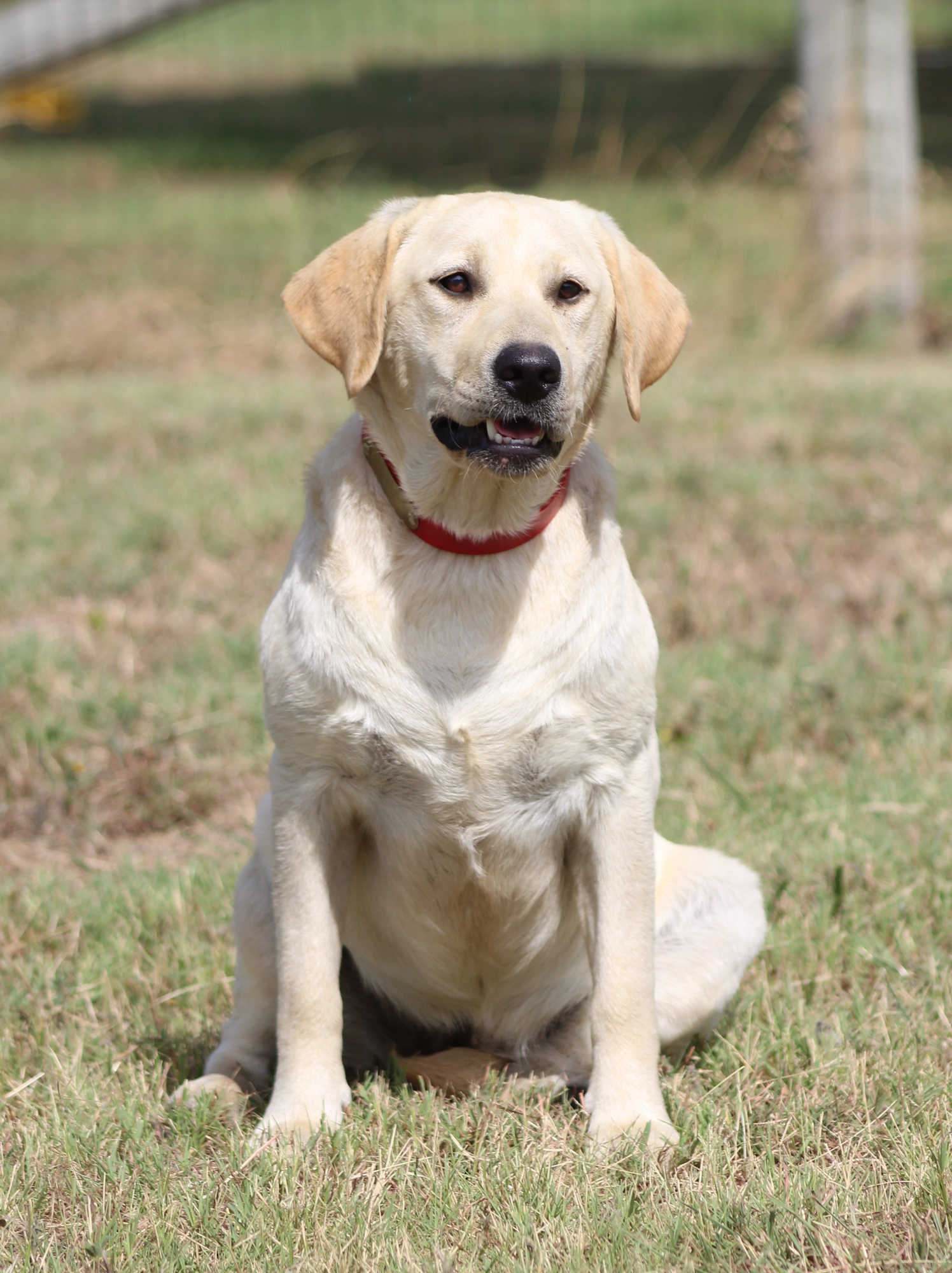 Sagecreek's Crystal Clear Impact | Yellow Labrador Retriver