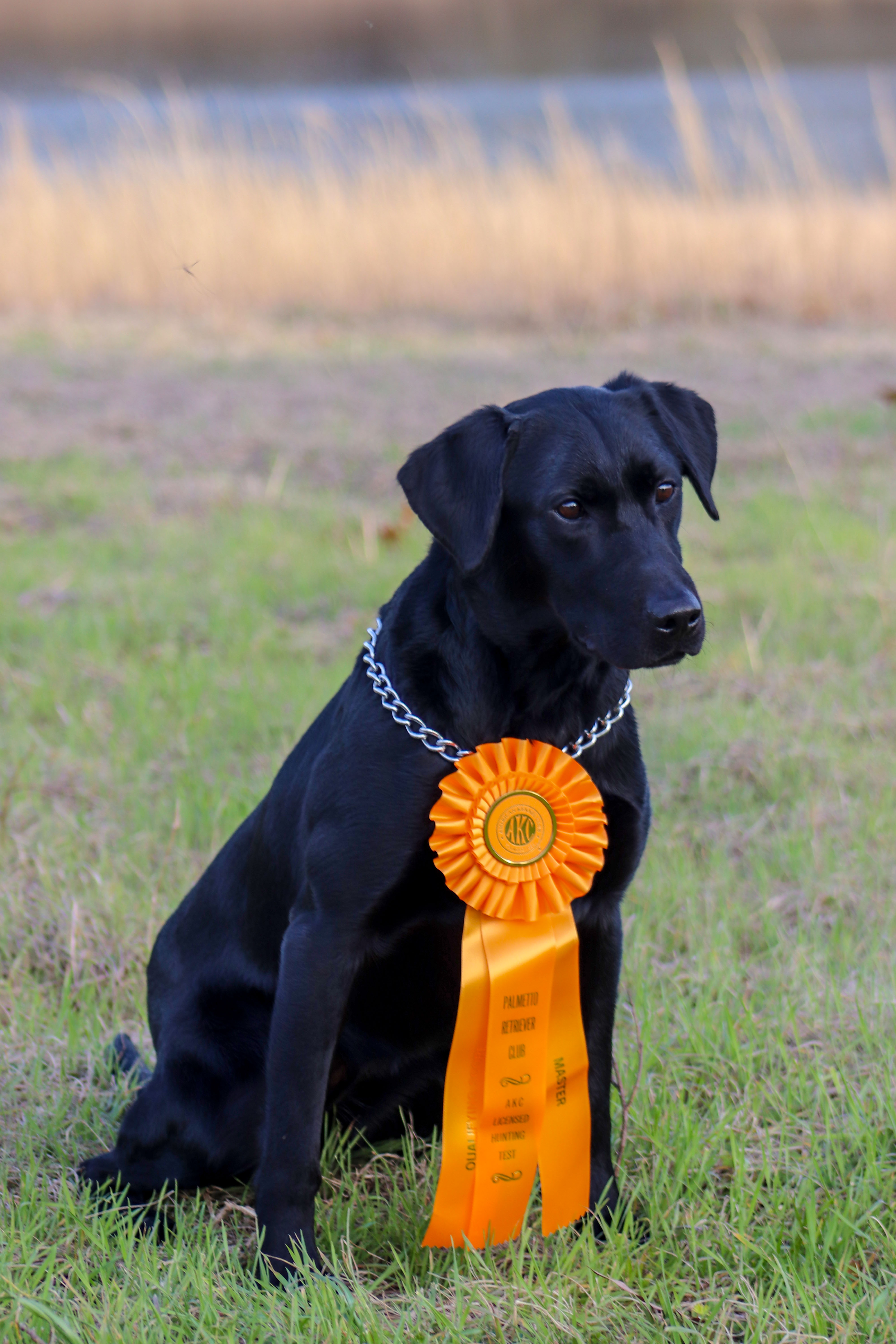 HR High Dollar Ace's Smoke MH | Black Labrador Retriver