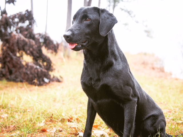 HRCH Thunders Fat Bottom Girl MH | Black Labrador Retriver