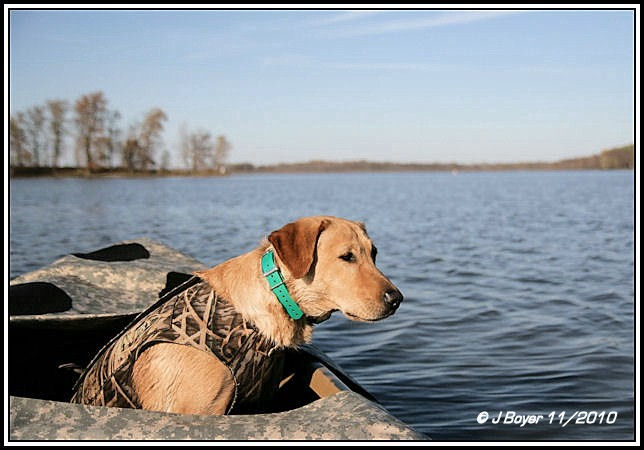 HR Kwick Daisy's Spirit Keeper SH | Yellow Labrador Retriver