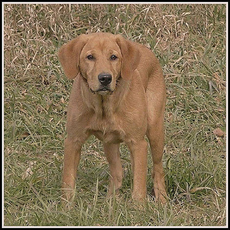 HR Kwick Draw McGraw SH | Yellow Labrador Retriver