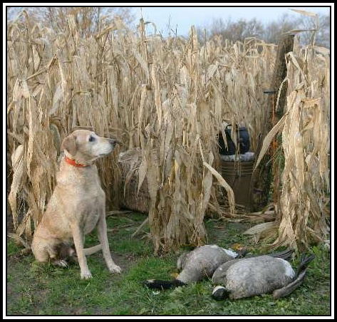 Kwick Kooly Dew It Allstar SH | Yellow Labrador Retriver