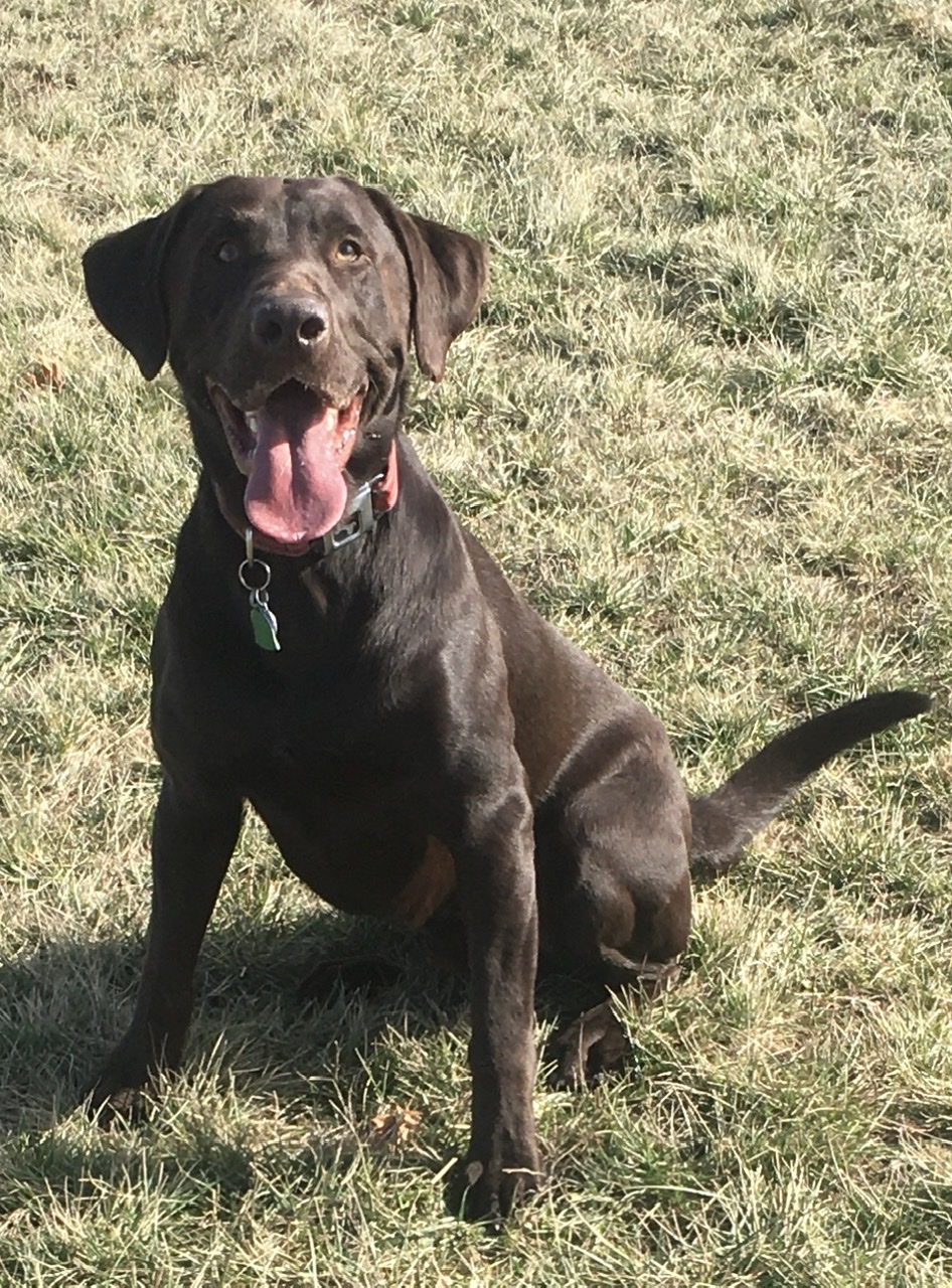 Harrison's Twisted Tea | Chocolate Labrador Retriver