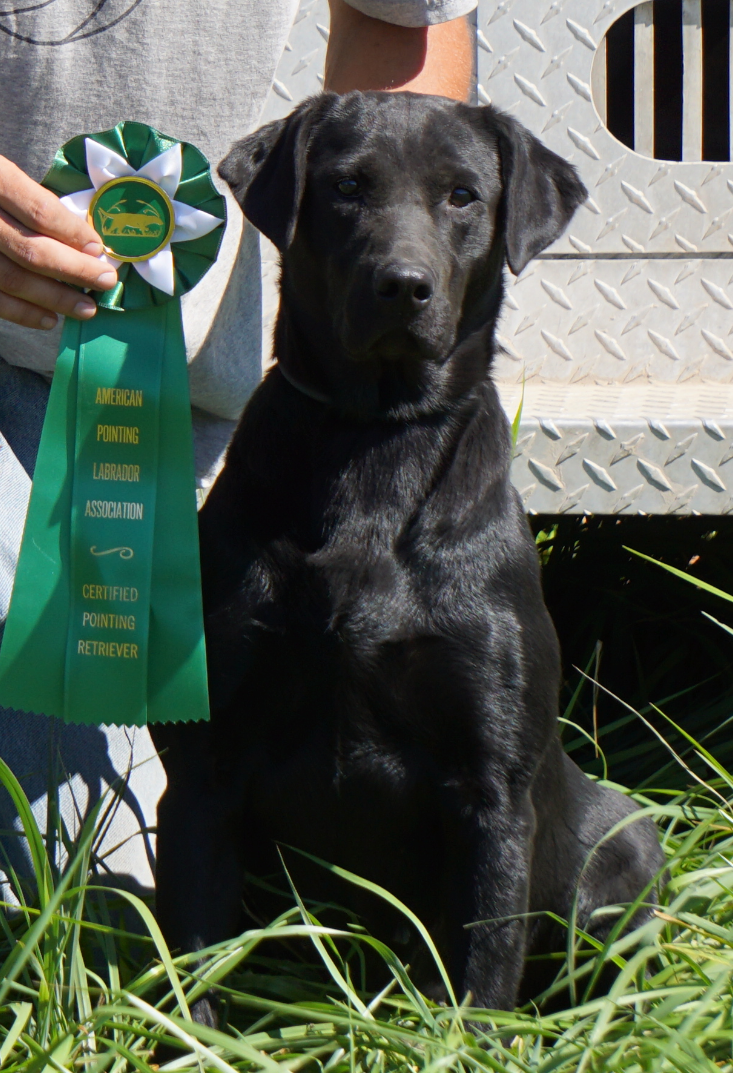 CPR Oakleaf Labs Winchester | Black Labrador Retriver