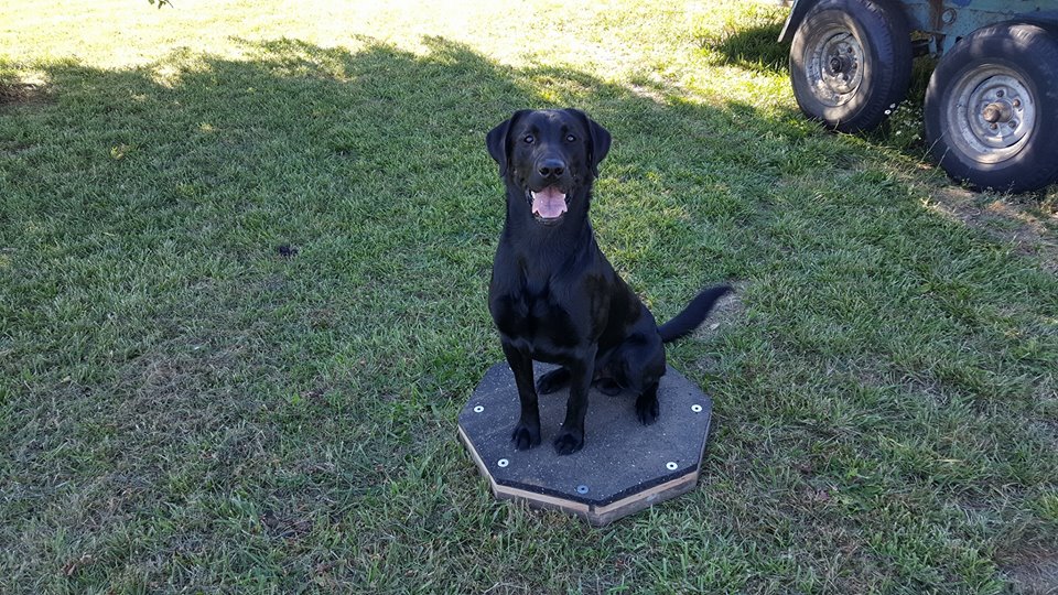 Ode To Leos Legacy | Black Labrador Retriver