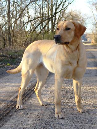 Kingseeds Maggie Mae | Yellow Labrador Retriver