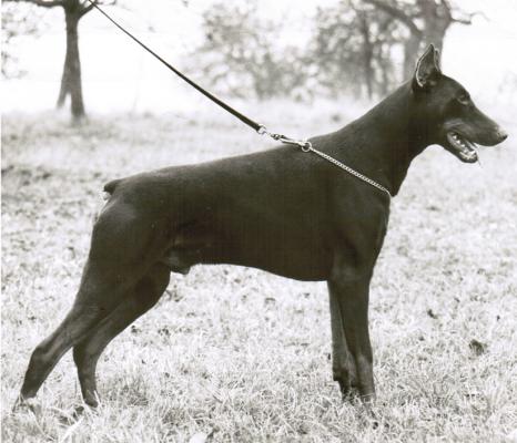 Ferry v. Binselberg | Black Doberman Pinscher