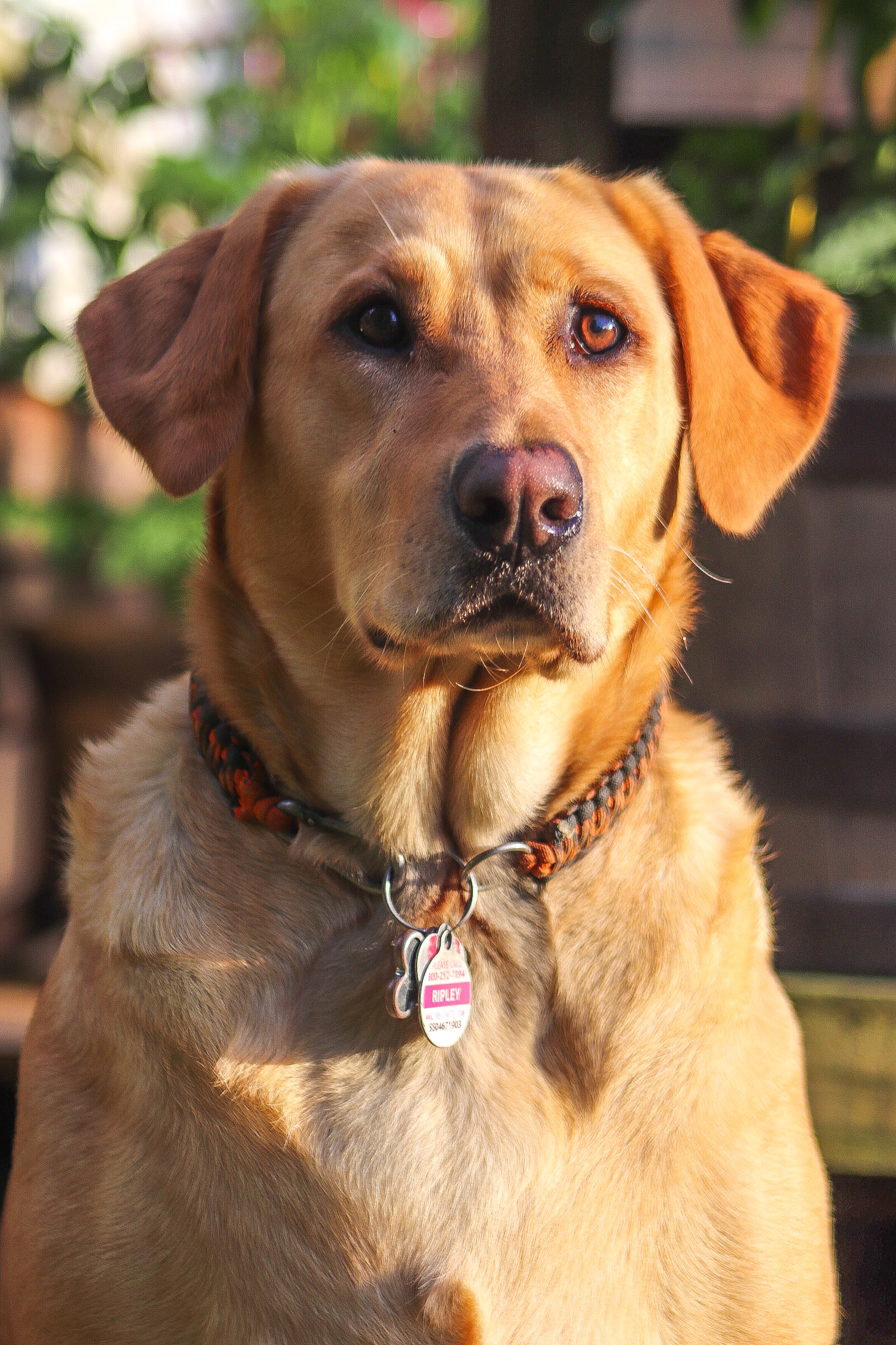 C&C’S Ripley's Retrieve It Or Not | Yellow Labrador Retriver