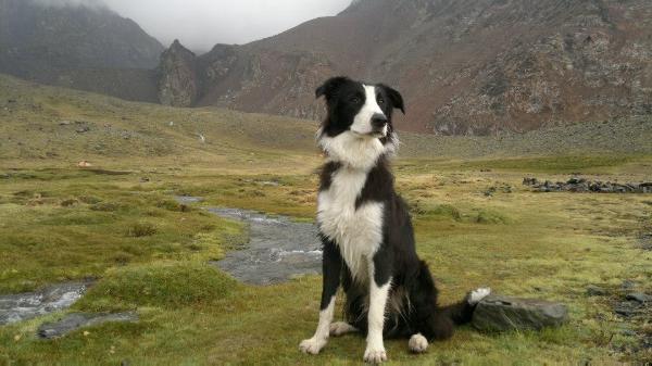 Iago The Remember White | Border Collie 