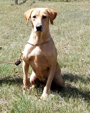 Cross Creek's Dirty Little Mud Bug | Yellow Labrador Retriver