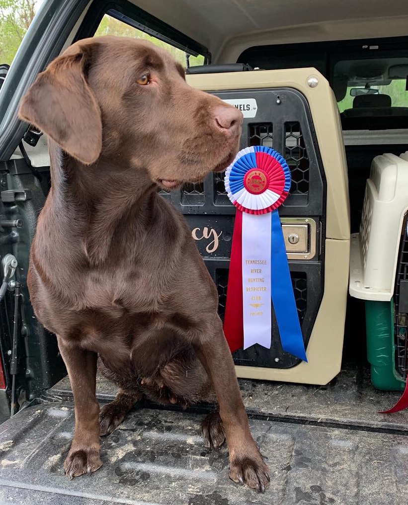 HRCH UH Goosey Lucy Marie | Chocolate Labrador Retriver