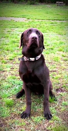 HR Montgomery's Wrigley | Chocolate Labrador Retriver