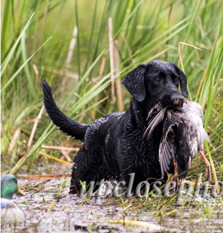 HRCH Fallon's Shiva The Destroyer MH | Black Labrador Retriver