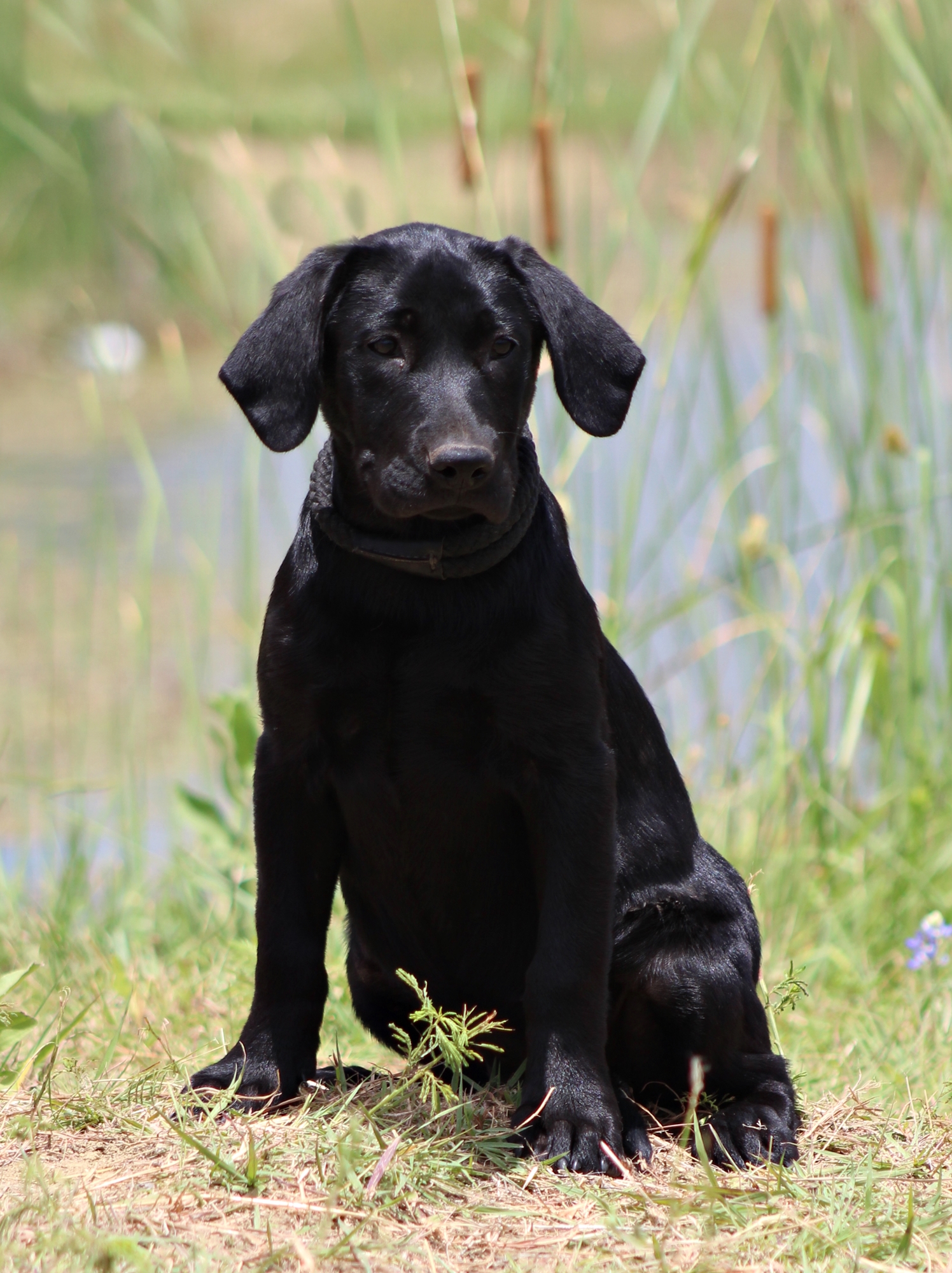 Sagecreek's Show No Mercy | Black Labrador Retriver