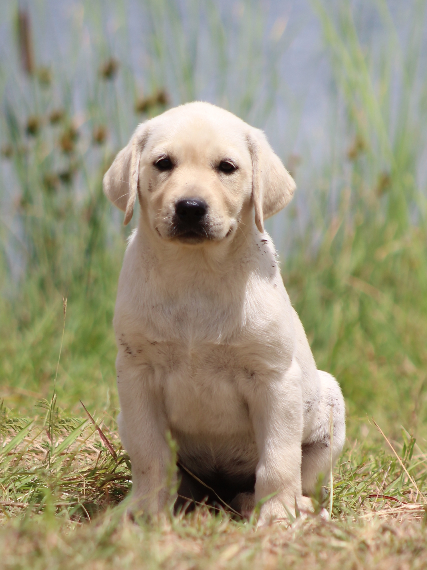 Sagecreek's Shine On Me | Yellow Labrador Retriver