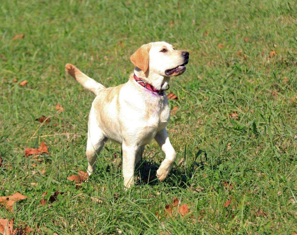 Flyin' South's Sweet Sadie | Yellow Labrador Retriver