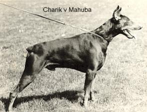 Charik v. Mahuba | Brown Doberman Pinscher