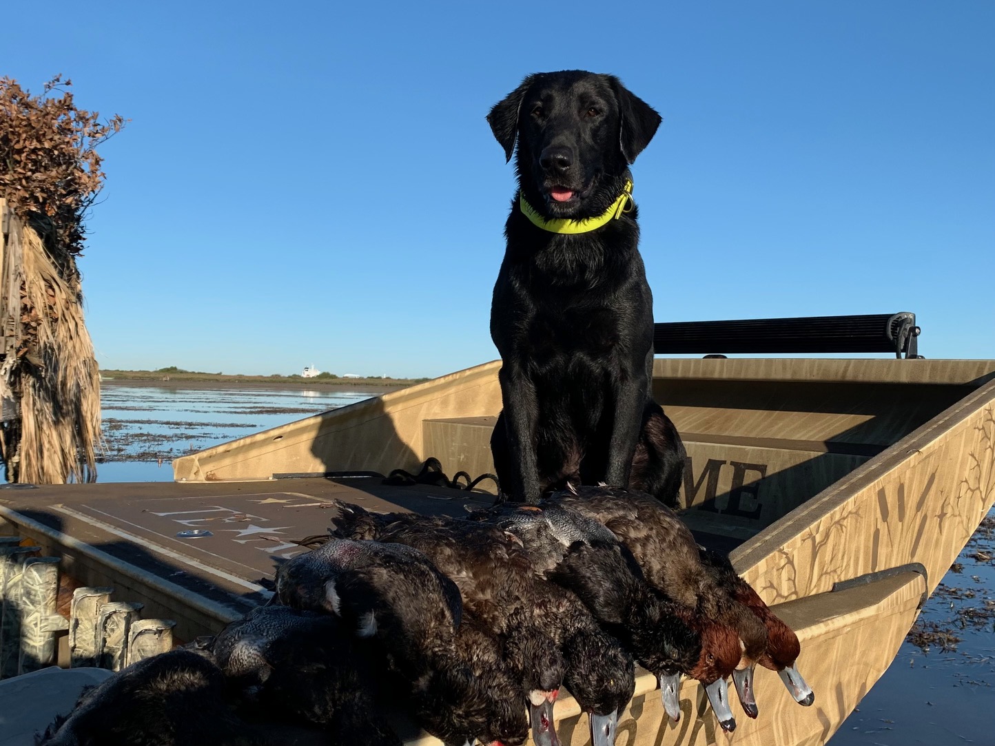 Cash's Coal Is Best MH MNH | Black Labrador Retriver