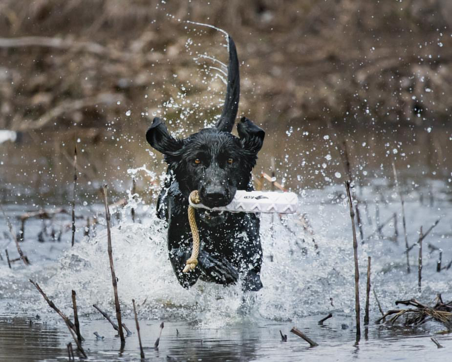 HR CPR Collige's S.A.D. Crowned Jewel JH | Black Labrador Retriver