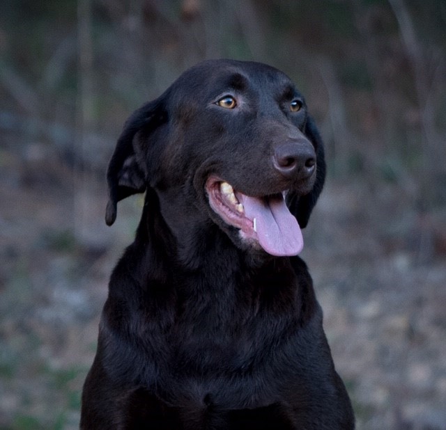 Pride Of Dixie's Little Brinley | Chocolate Labrador Retriver