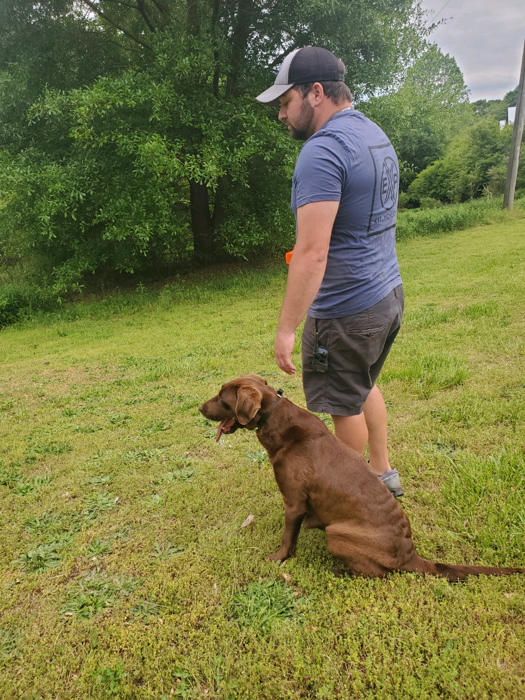 Thor’s Wild Rambler | Chocolate Labrador Retriver