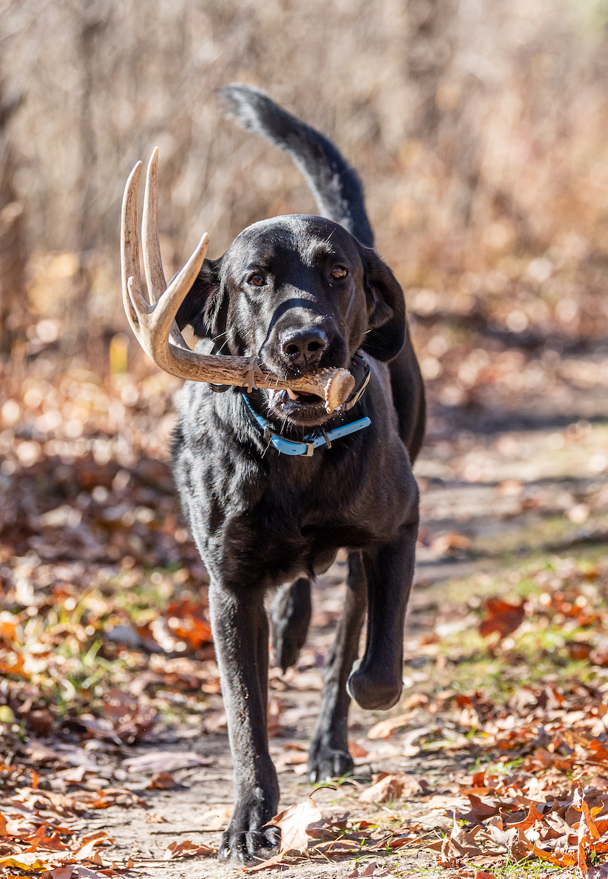 SHR WSD2 UNJJCH USJ STK9's Watch the World Burn DN DJ DS DM AJ AS CGC WC DCAT SPOT | Black Labrador Retriver