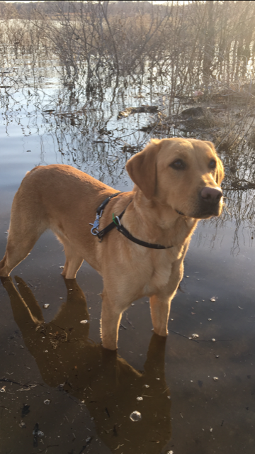 Duchess Hazel Delight | Yellow Labrador Retriver