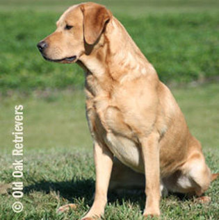 FTCH Denbrig Macallan At Aithness MH | Yellow Labrador Retriver