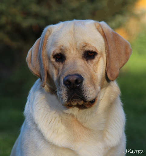 CH Tabatha's Sunfest Hudson | UNKN Labrador Retriver