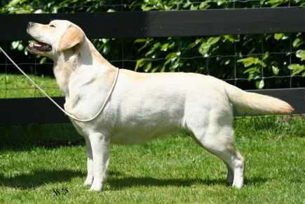 AM CH Devonshires Darjeeling | Yellow Labrador Retriver