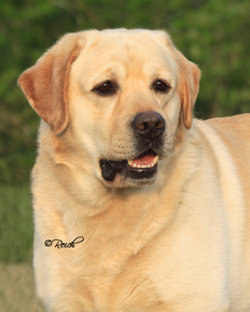 GCH CH Devanley's James P. Sullivan | UNKN Labrador Retriver