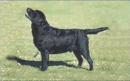 Mandamay Caretaker | Black Labrador Retriver