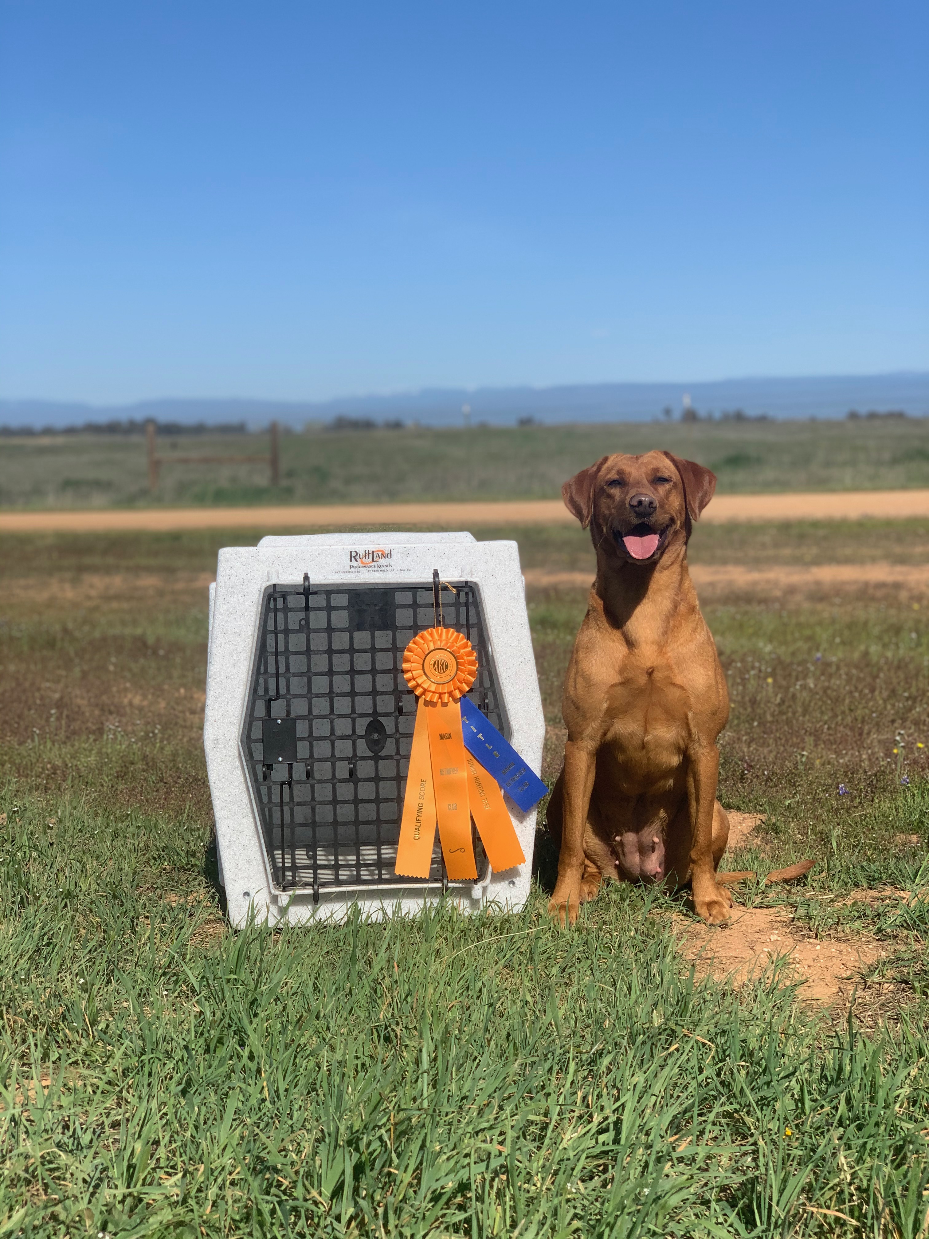 Modoc's Bootscootin' Fernley JH | Yellow Labrador Retriver