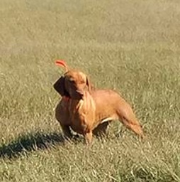 CPR CVK Lonesome Locked Up Zoey On Point | Yellow Labrador Retriver