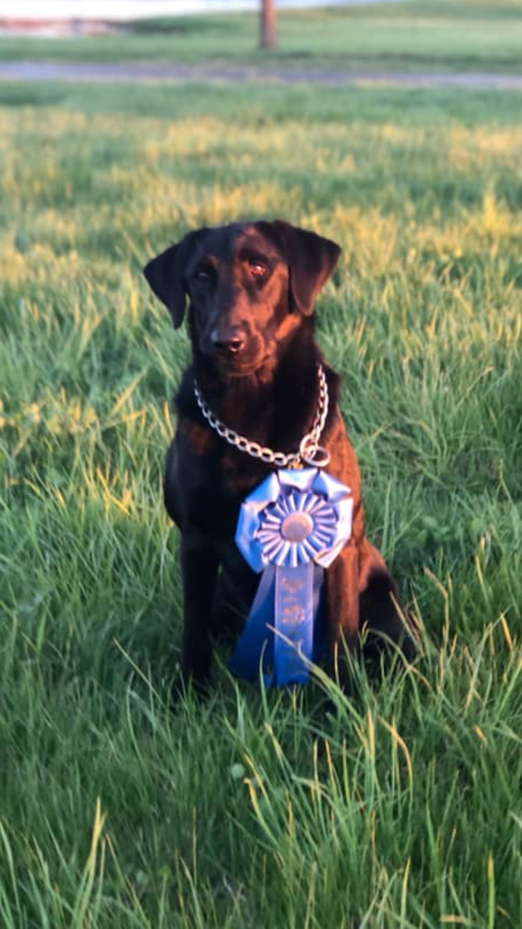 AFC Tucquan’s Beauty Behind The Madness | Black Labrador Retriver