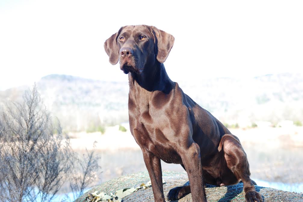 Roddydogs Riley Belle JH | Chocolate Labrador Retriver