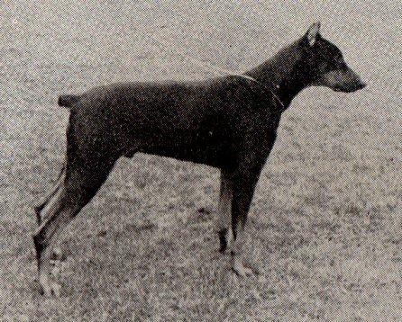 Carlo v. Rabenhaupt | Black Doberman Pinscher