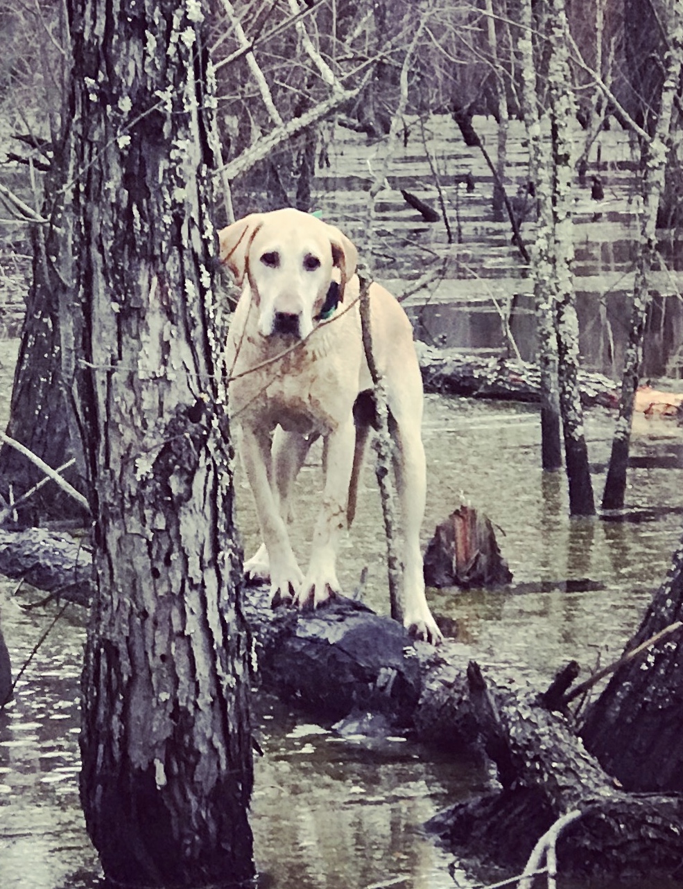 Cypress Slough’s Blue Suede Shoes | Yellow Labrador Retriver