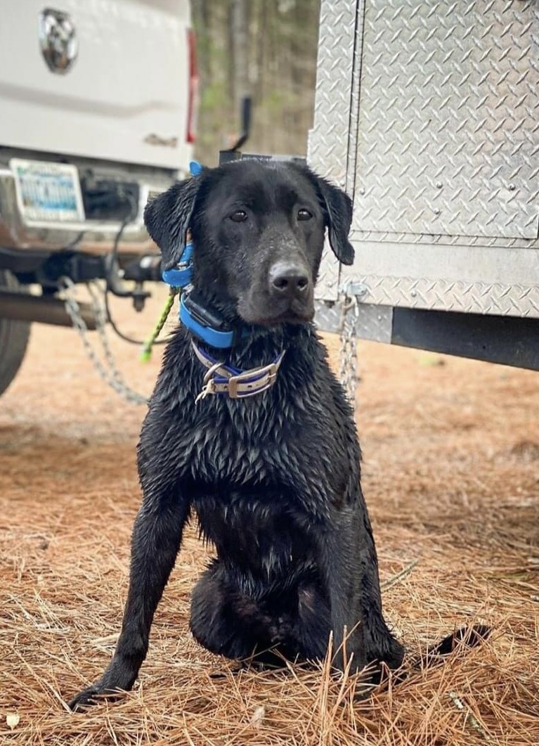 Isenmann’s Midnight Saxton JH | Black Labrador Retriver