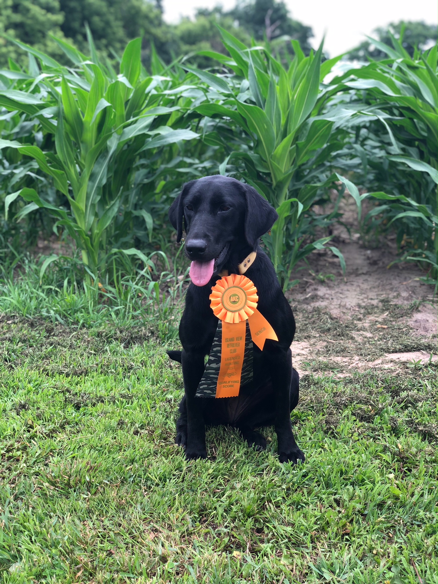 Texas Flyway’s I’m A Winner | Black Labrador Retriver