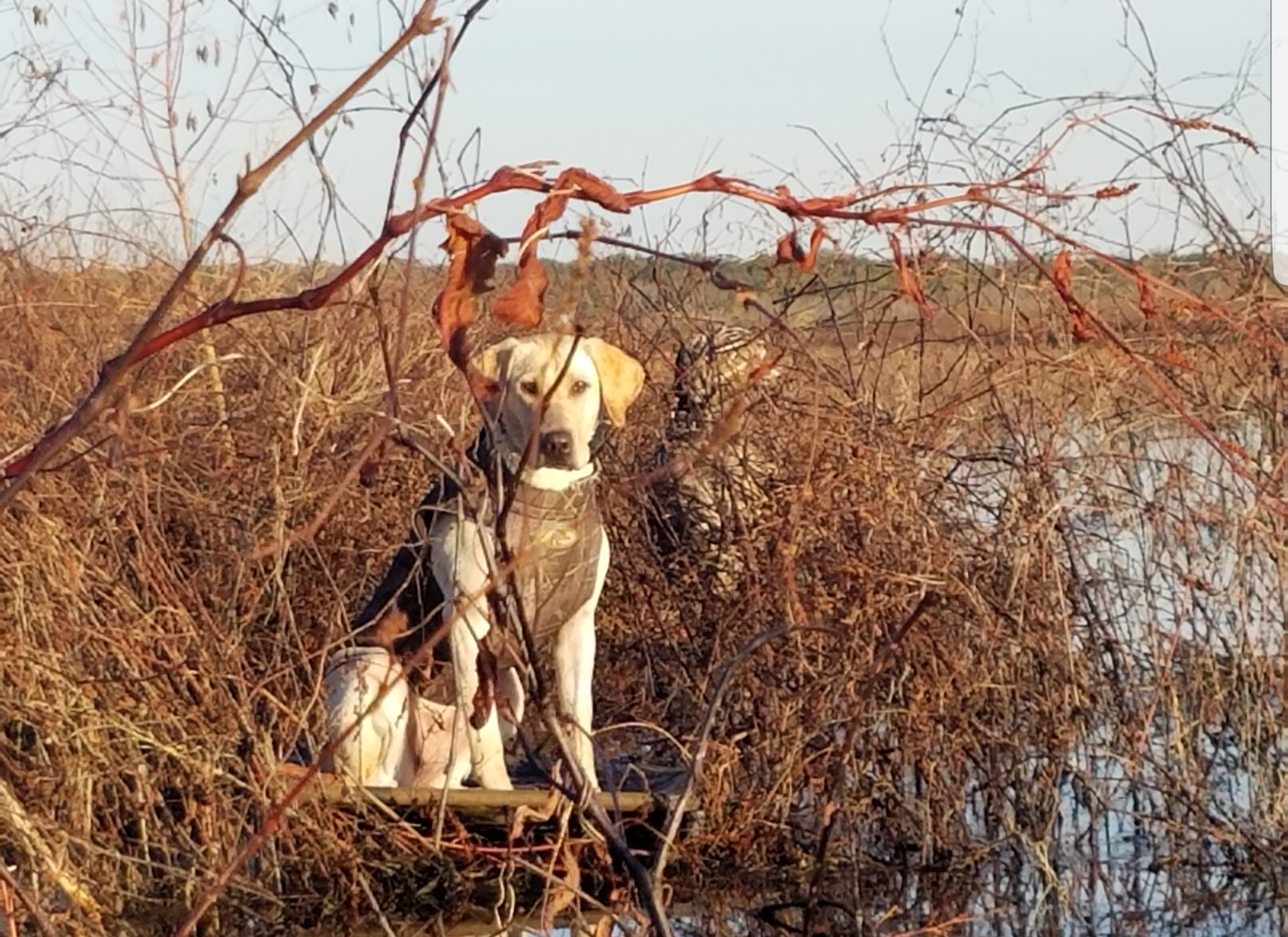 Over The Top This River Runs Wild MH | Yellow Labrador Retriver