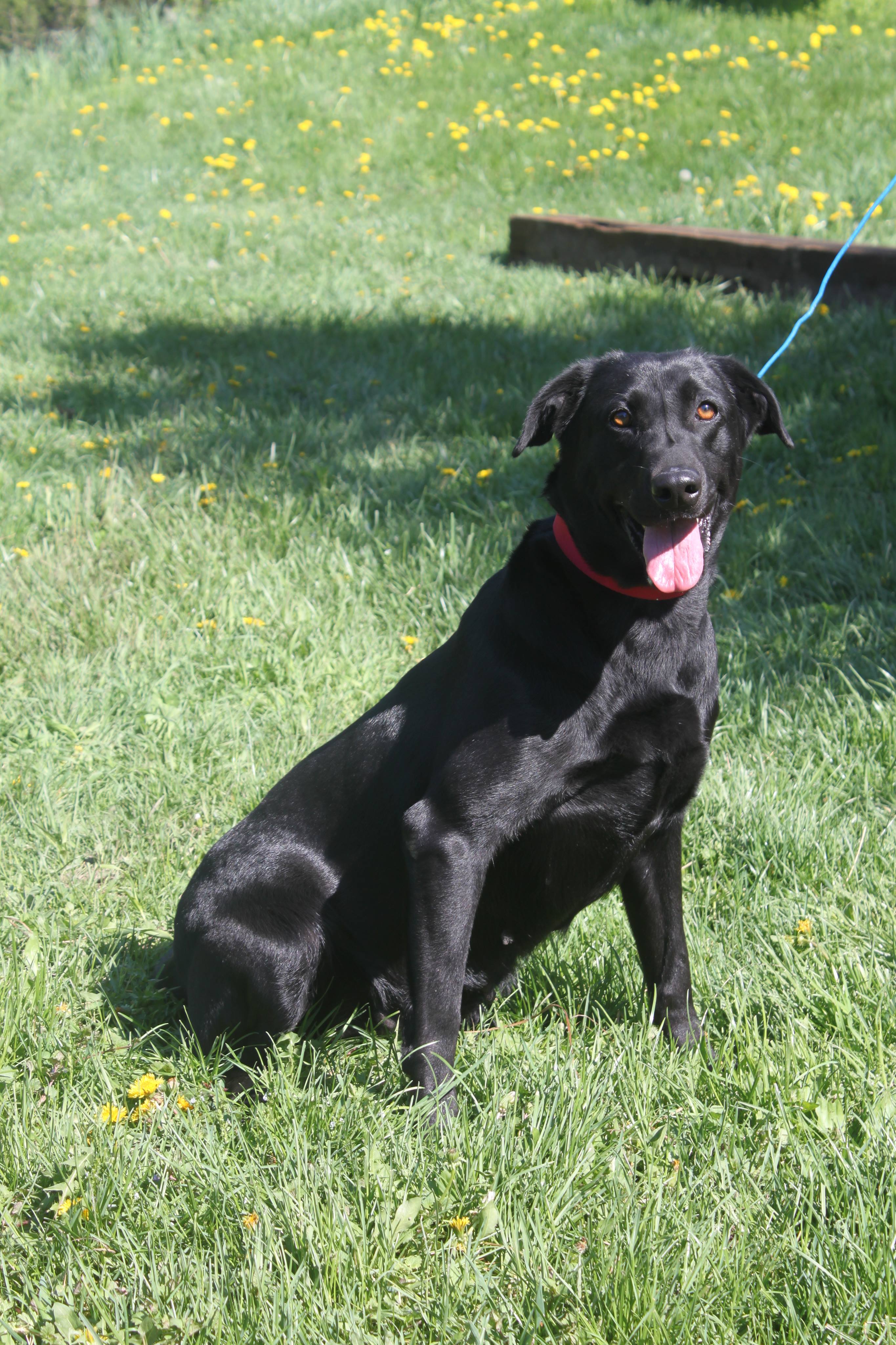 Porters Miss Tory | Black Labrador Retriver