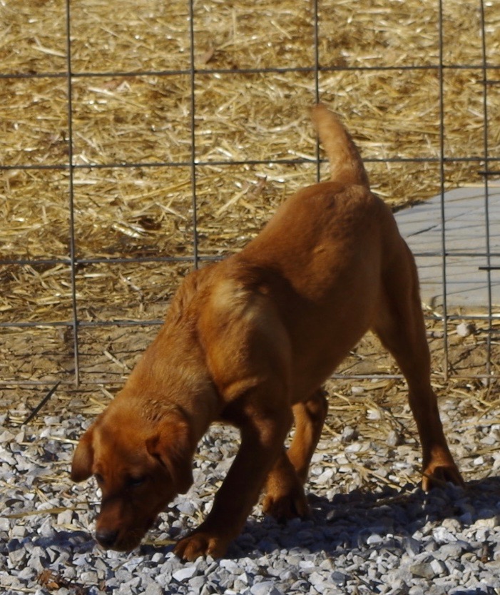 Show Me Wings Abby | Yellow Labrador Retriver