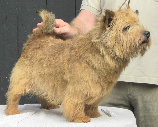 Victor von Kircheien | Norwich Terrier 